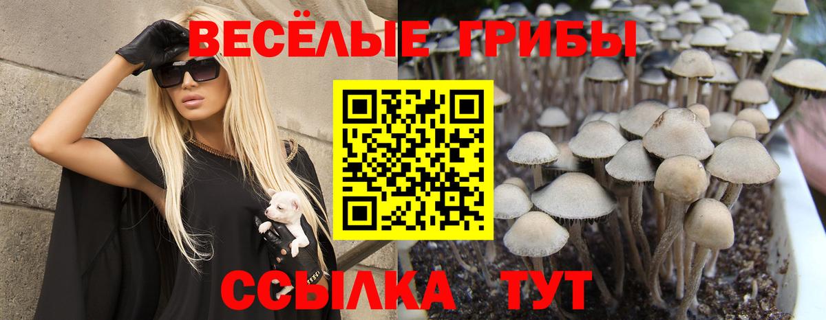 Псилоцибиновые грибы Psilocybe Елабуга